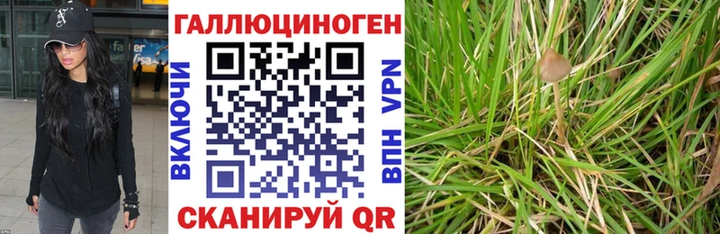 KRAKEN ссылка  Шлиссельбург  Галлюциногенные грибы Psilocybe 